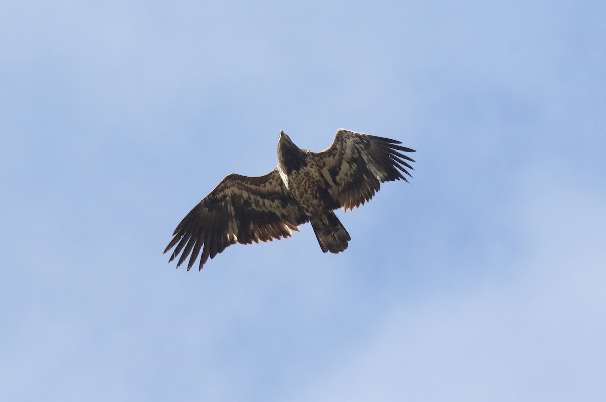 Pigargo Americano - ML644819261