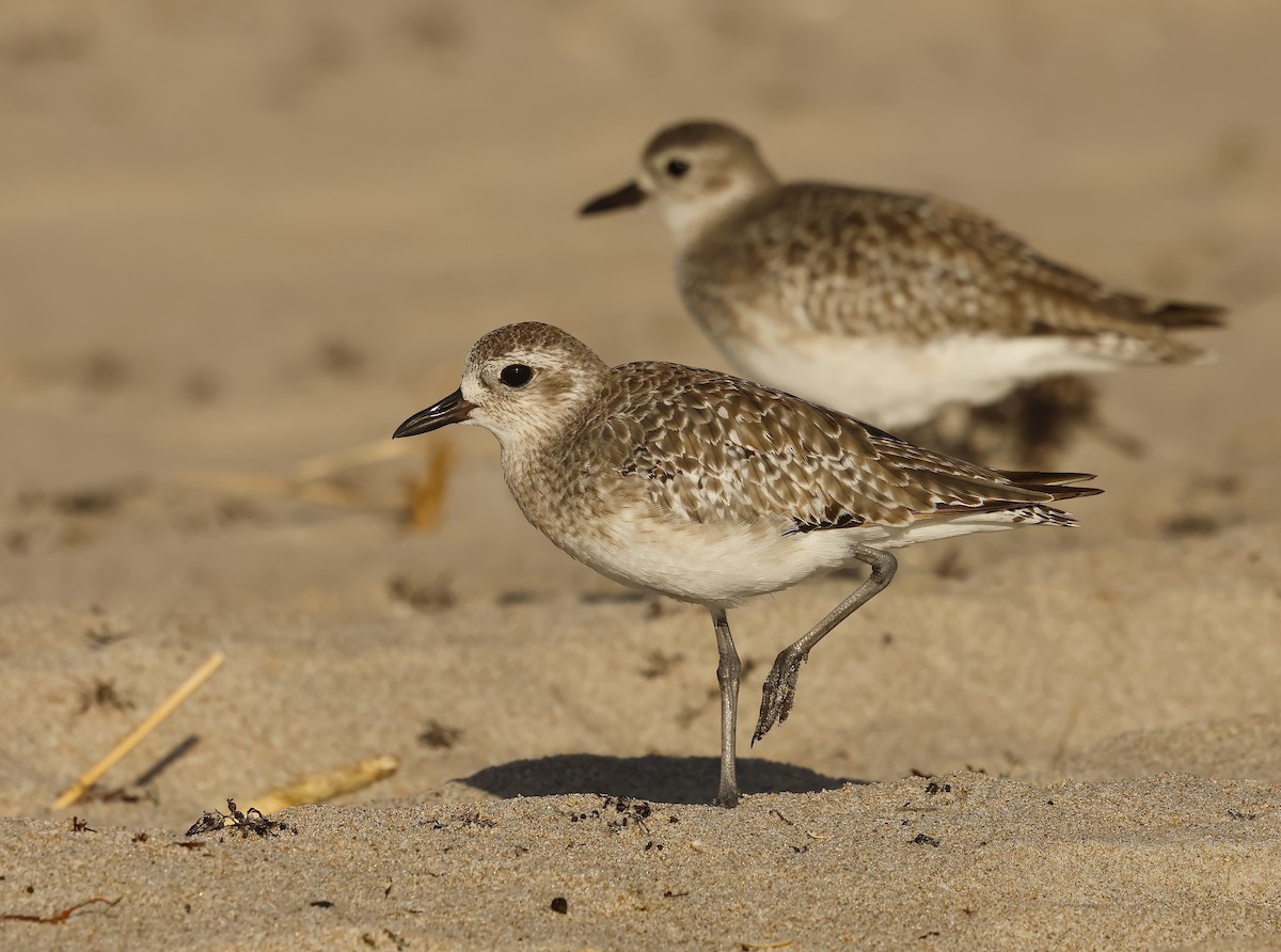 ダイゼン - ML644819262