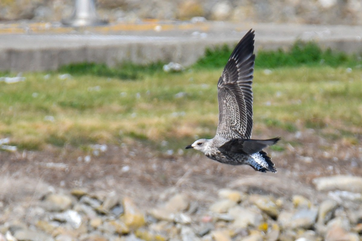 Lesser Black-backed Gull - ML644819279