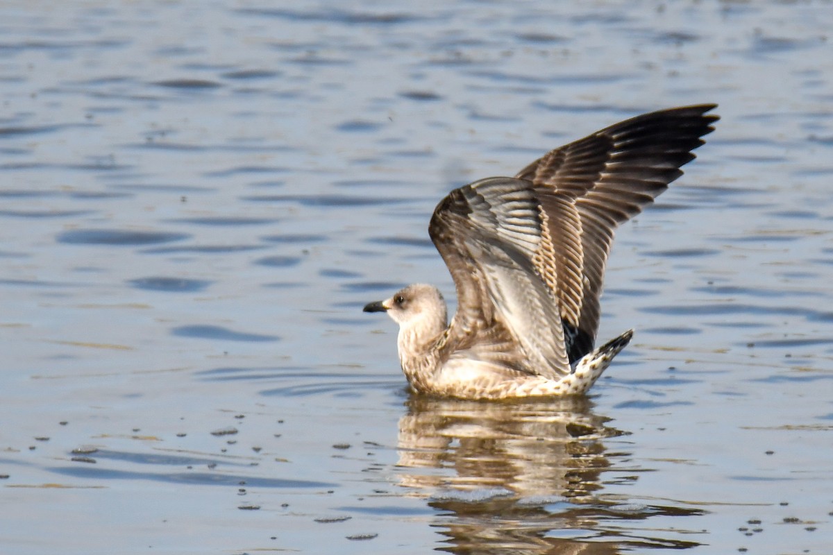 Lesser Black-backed Gull - ML644819280