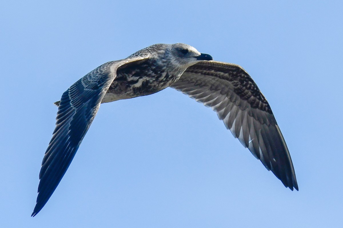 Lesser Black-backed Gull - ML644819281