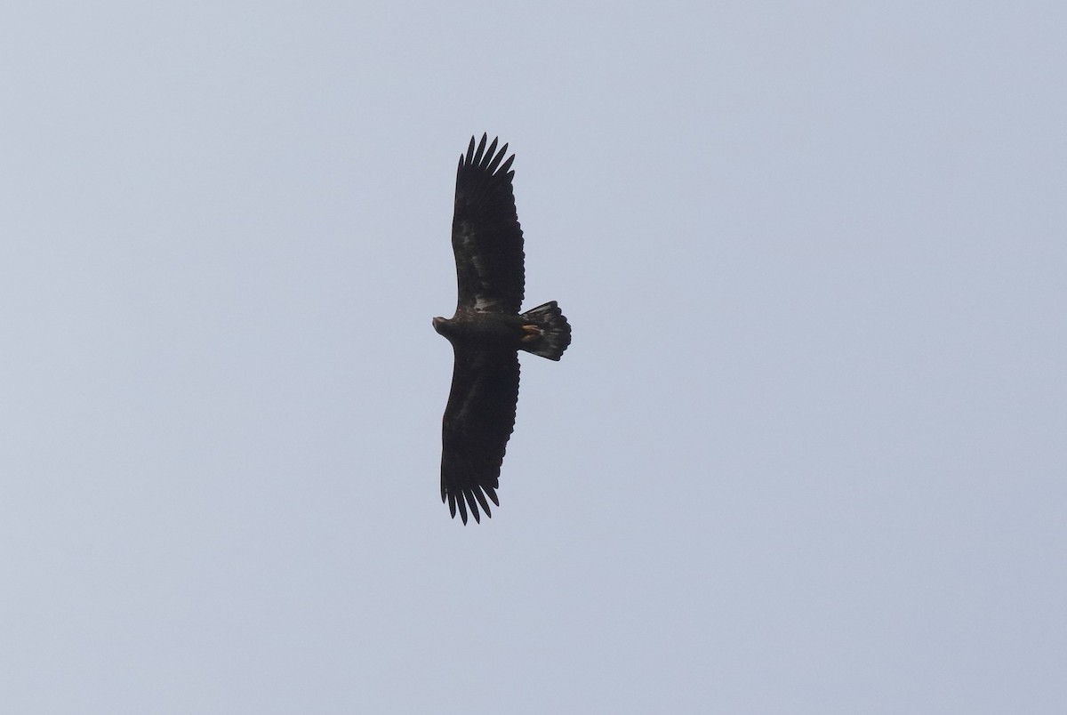 Pigargo Americano - ML644819283