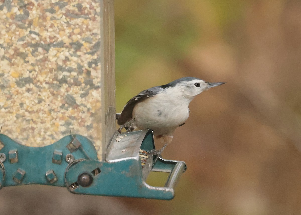 White-breasted Nuthatch - ML644819296