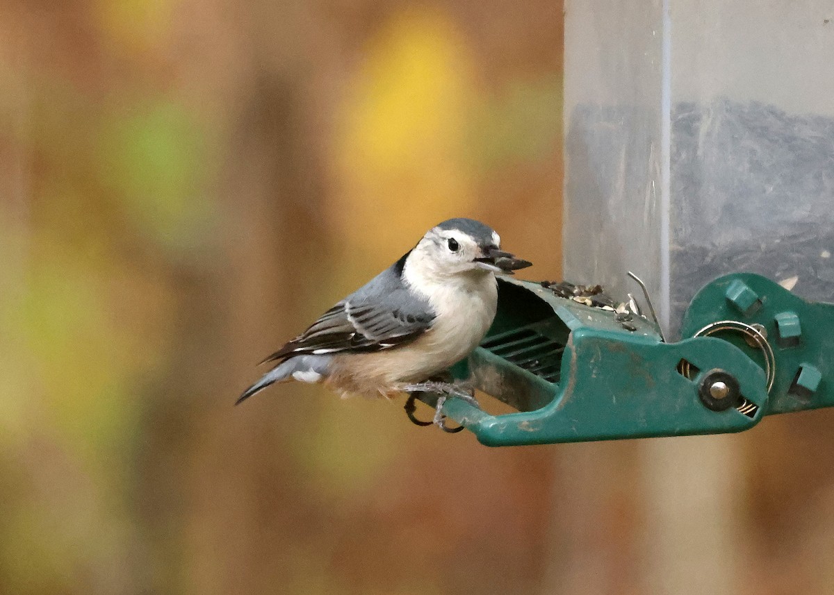White-breasted Nuthatch - ML644819297