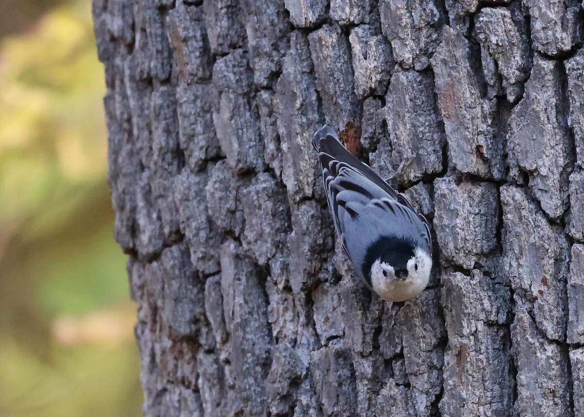White-breasted Nuthatch - ML644819298