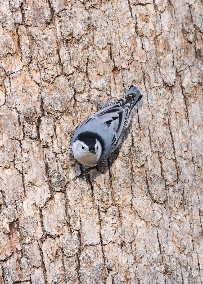 White-breasted Nuthatch - ML644819299