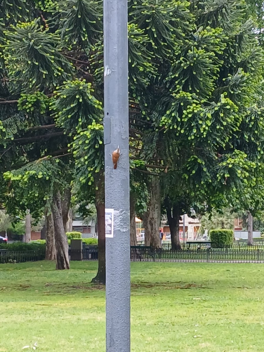 Narrow-billed Woodcreeper - ML644819305