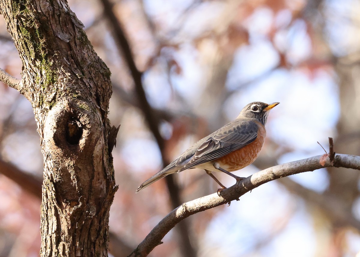 Дрізд мандрівний - ML644819322