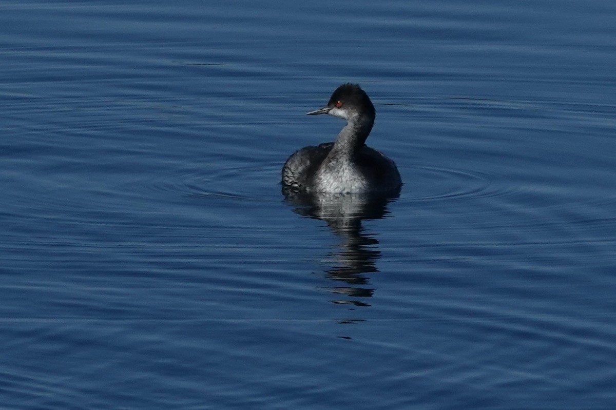 potápka černokrká - ML644819326