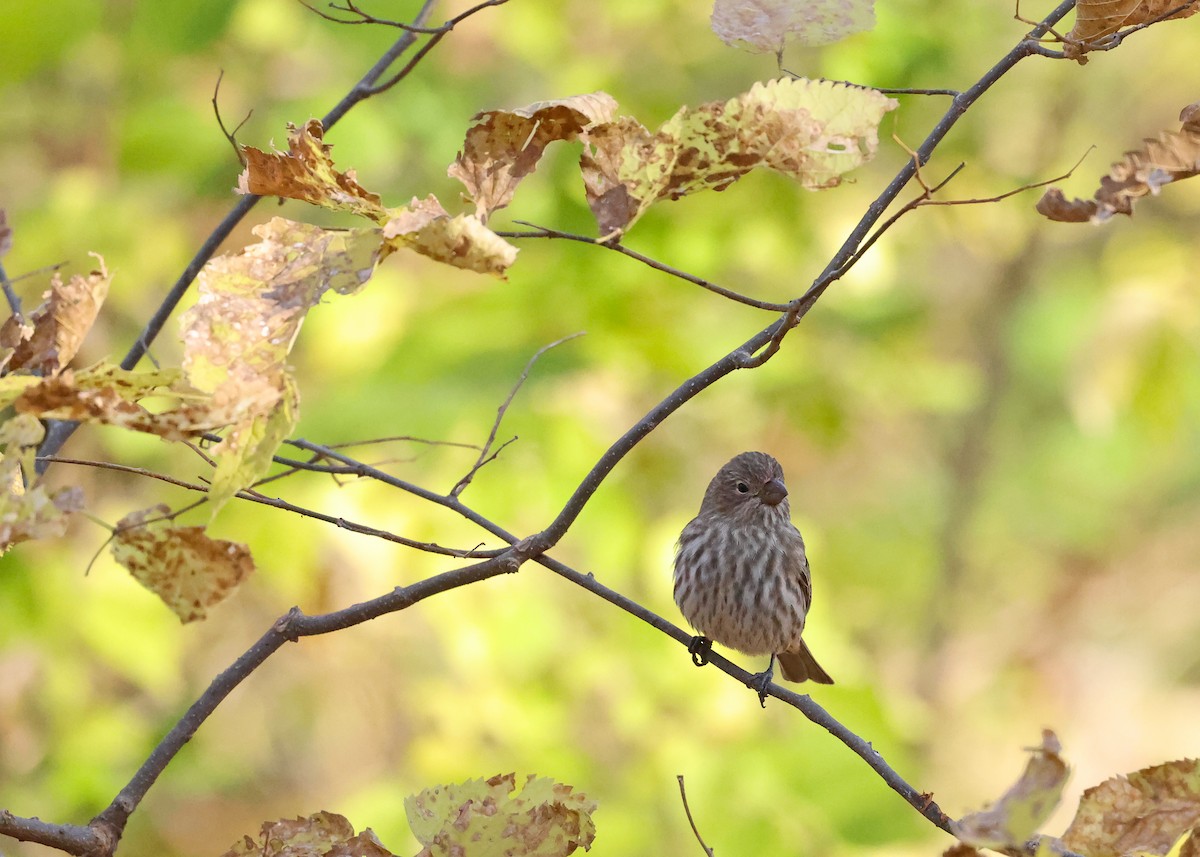 House Finch - ML644819348