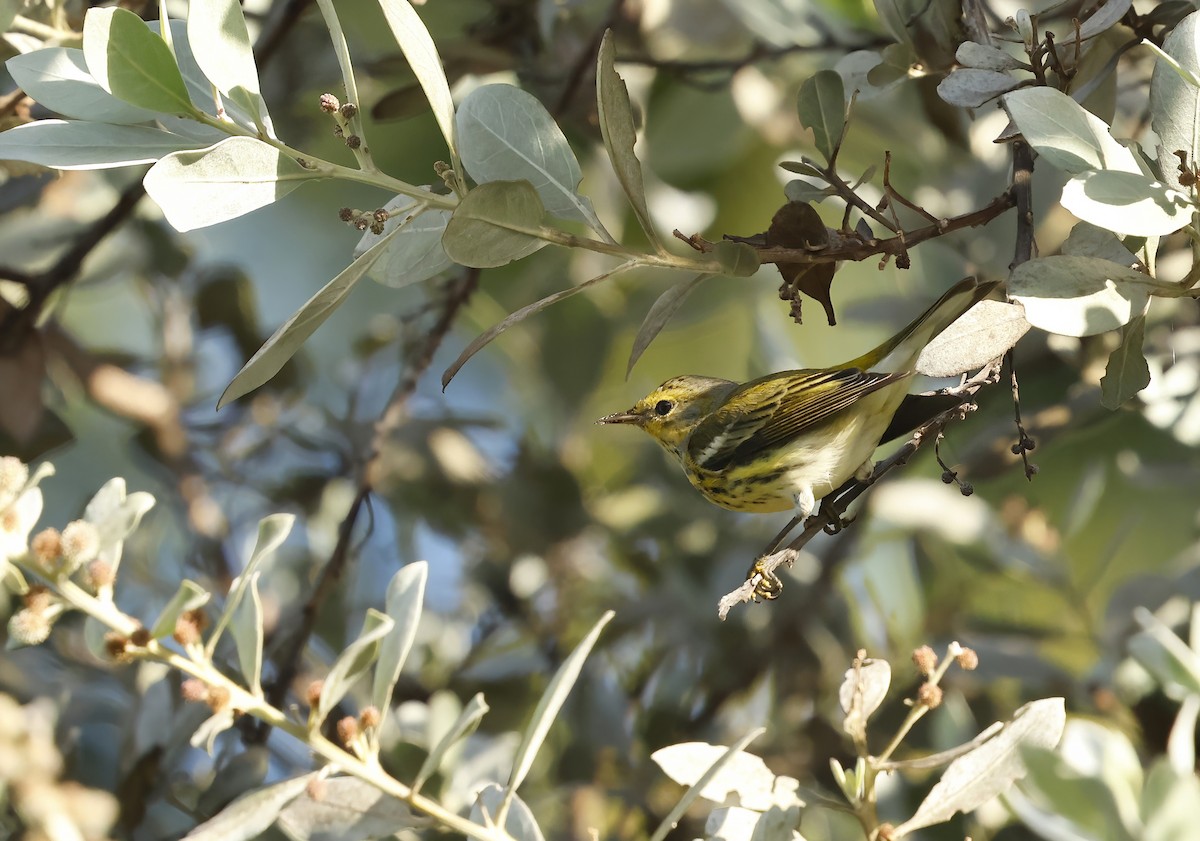 Cape May Warbler - ML644819356