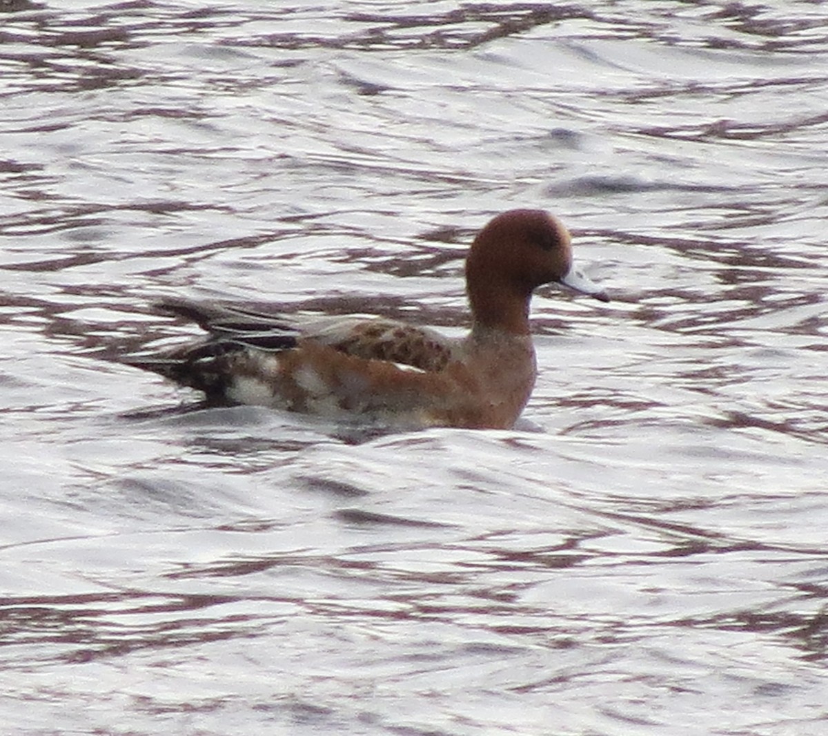 Eurasian Wigeon - ML644819373