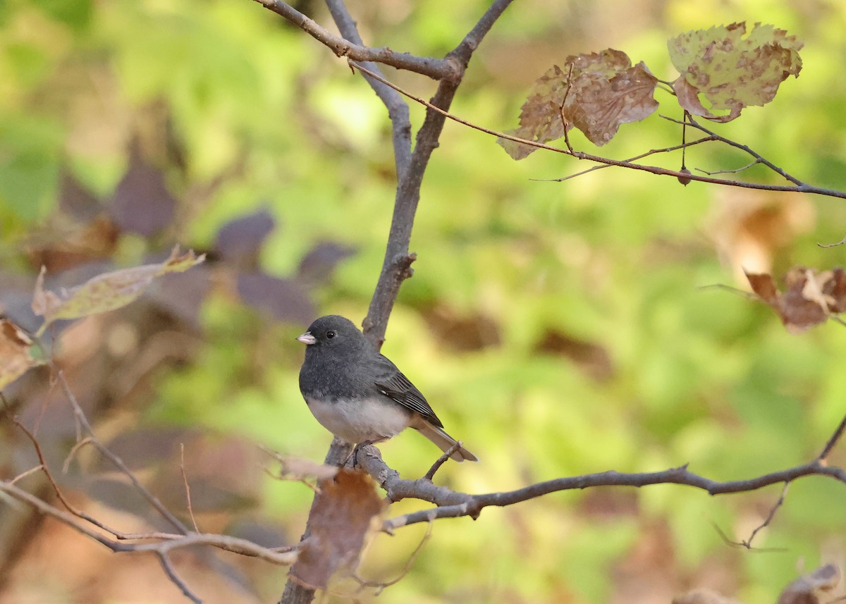Dark-eyed Junco - ML644819380
