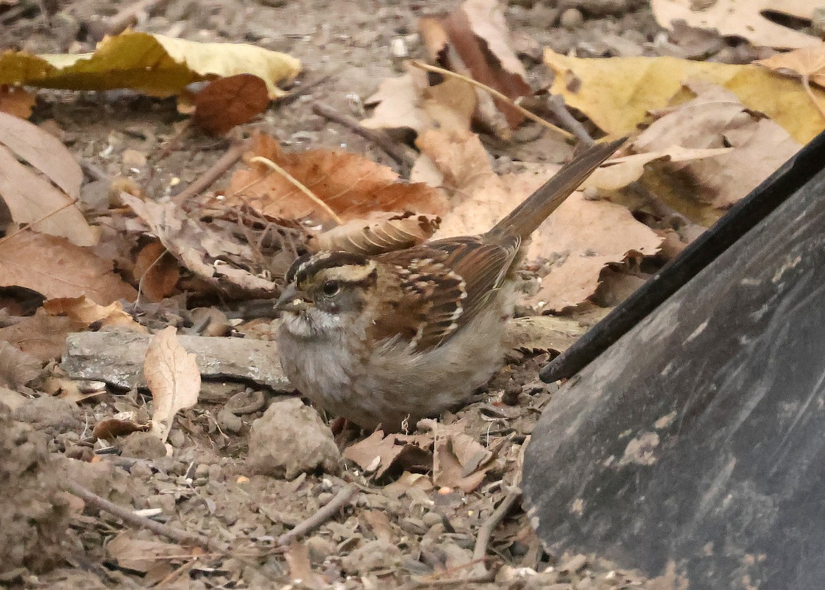 White-throated Sparrow - ML644819401
