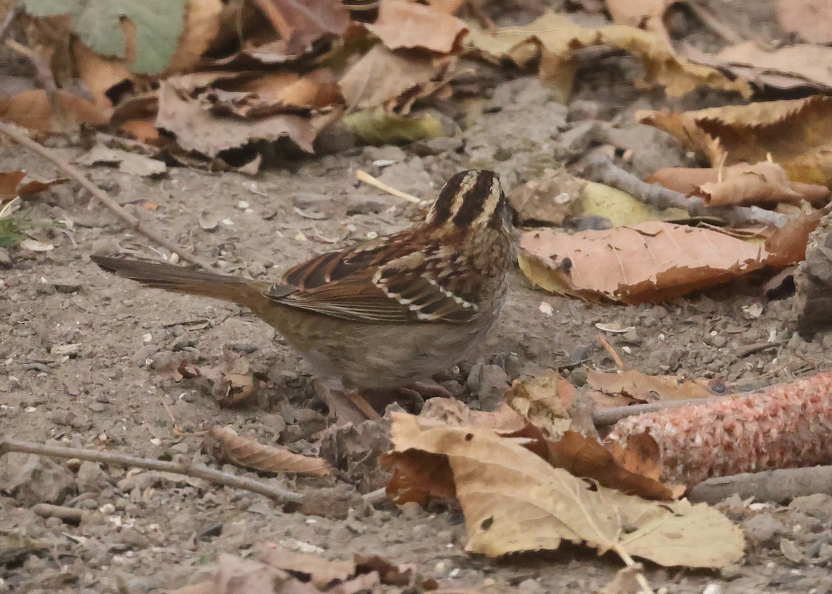 White-throated Sparrow - ML644819402