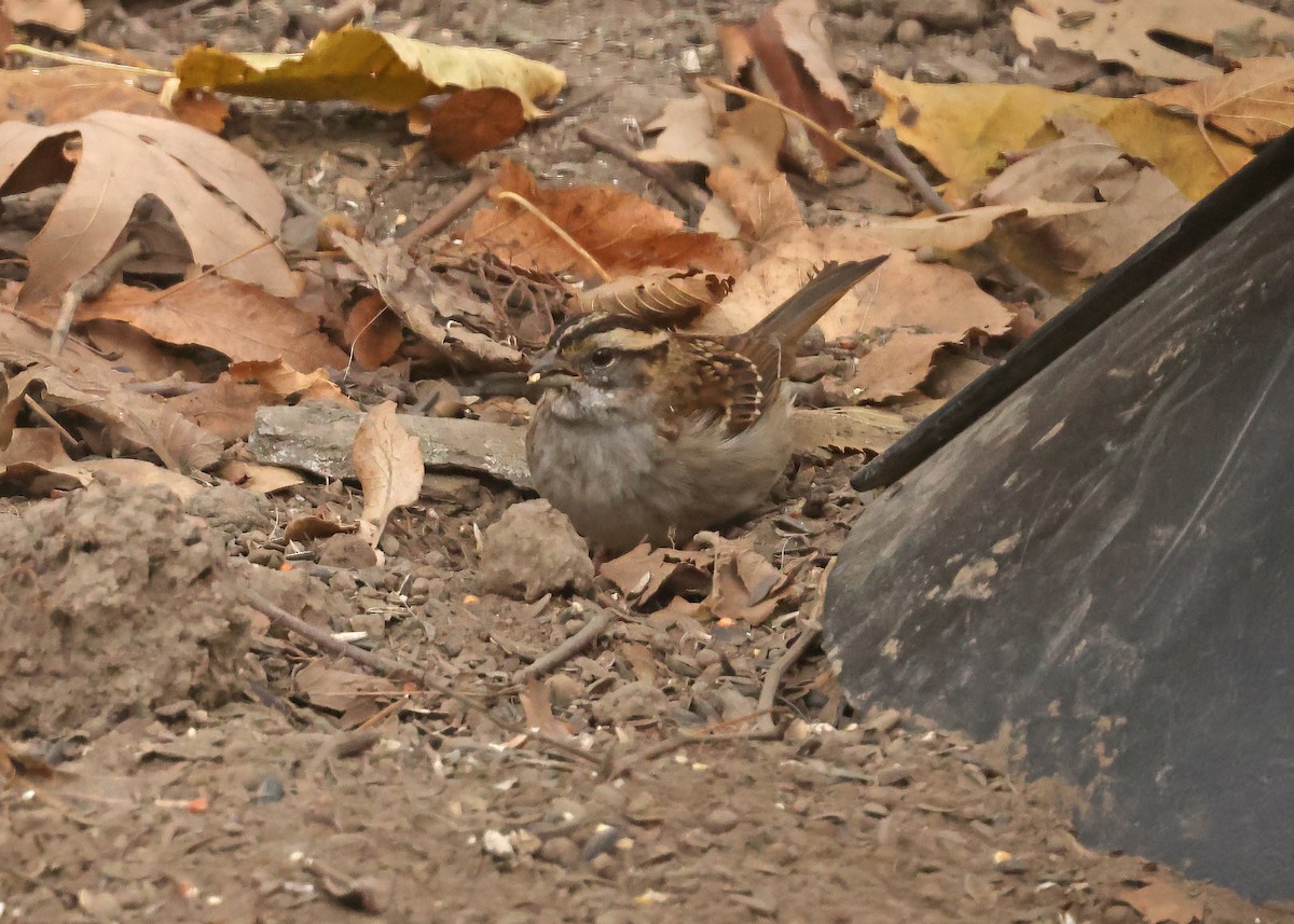 White-throated Sparrow - ML644819403