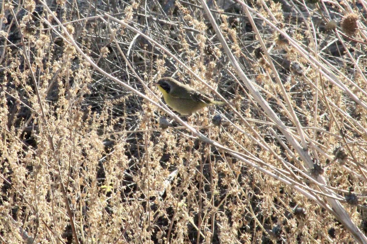 Северная желтогрудка - ML644819417