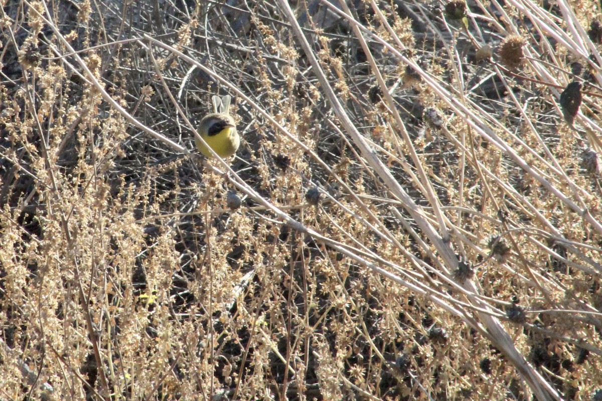 Северная желтогрудка - ML644819418