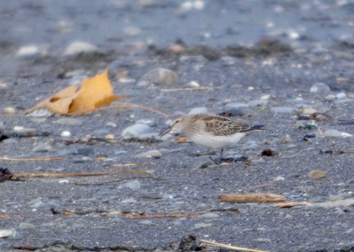 Ak Sokumlu Kumkuşu - ML644819436