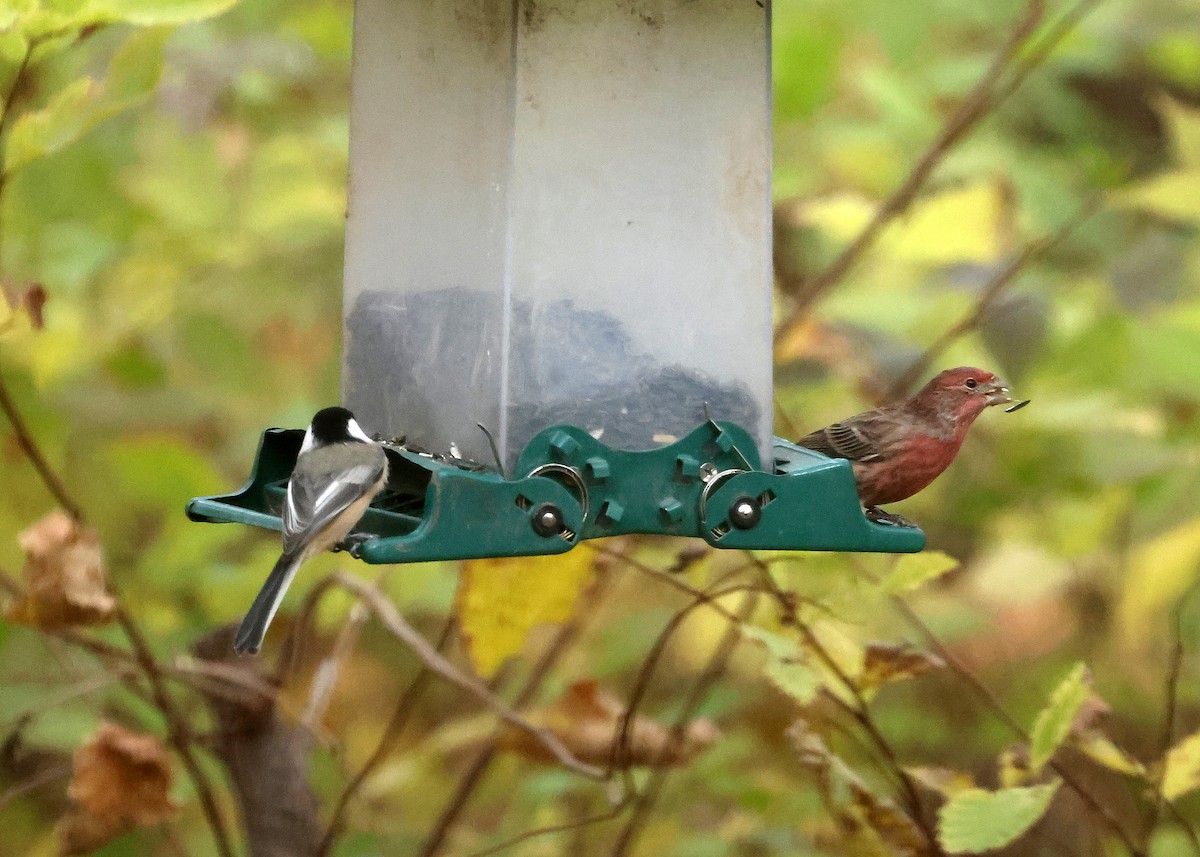 Black-capped Chickadee - ML644819447