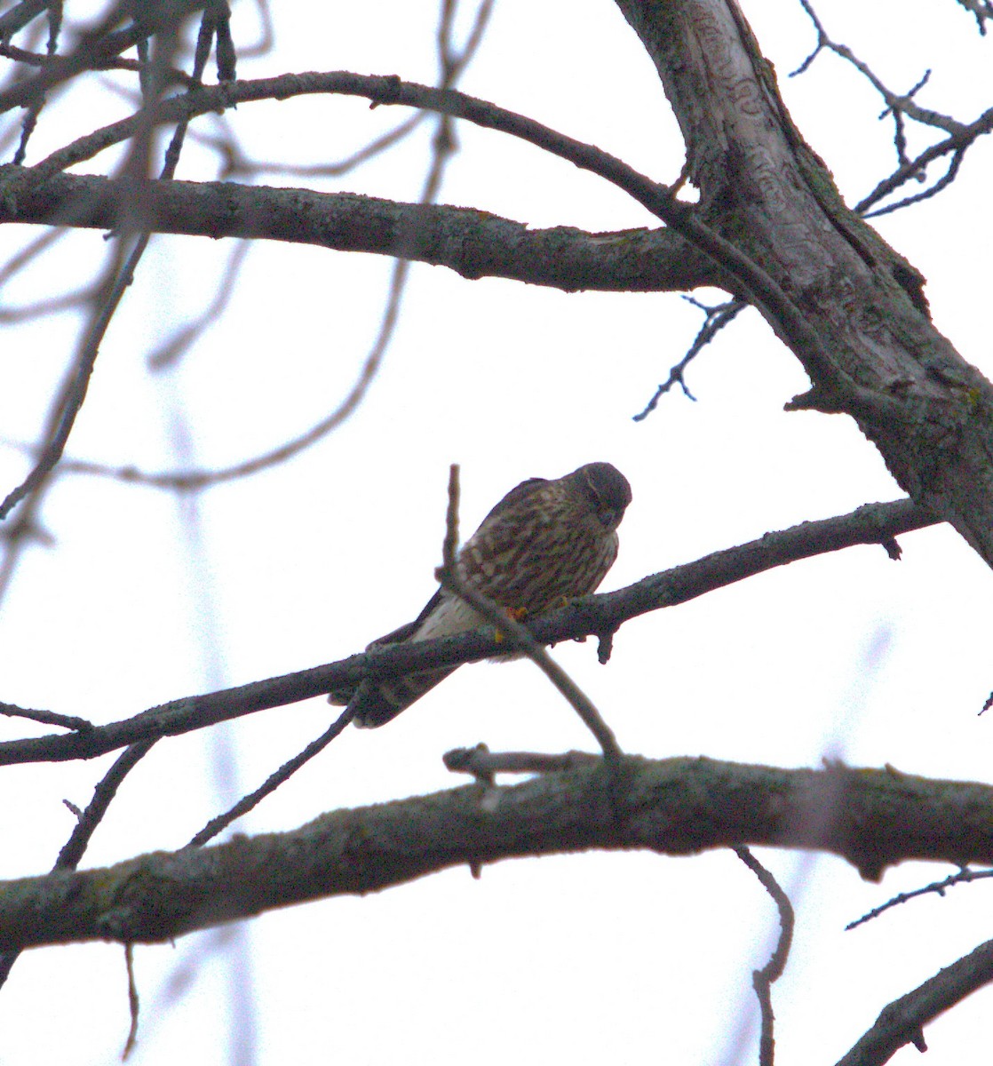 Merlin - ML644819455