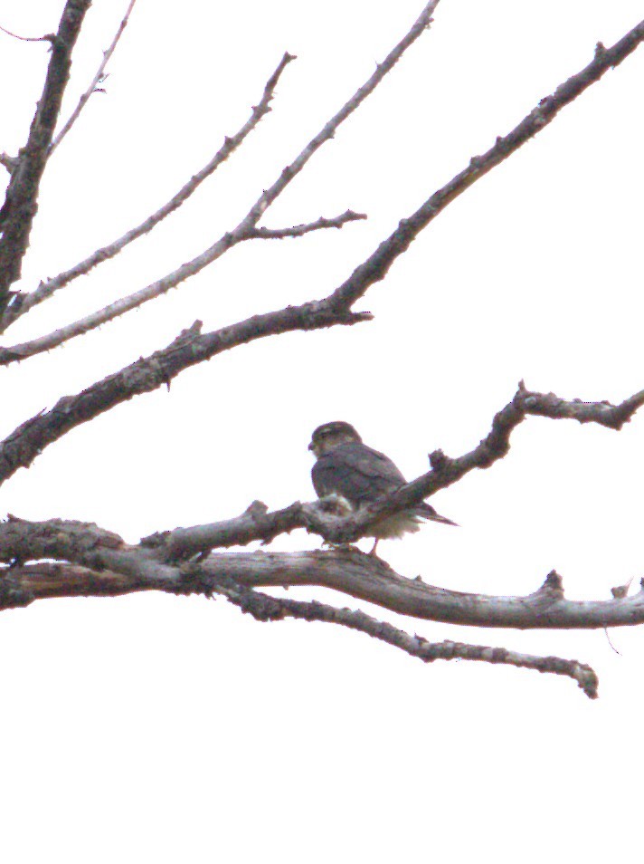 Merlin - ML644819456