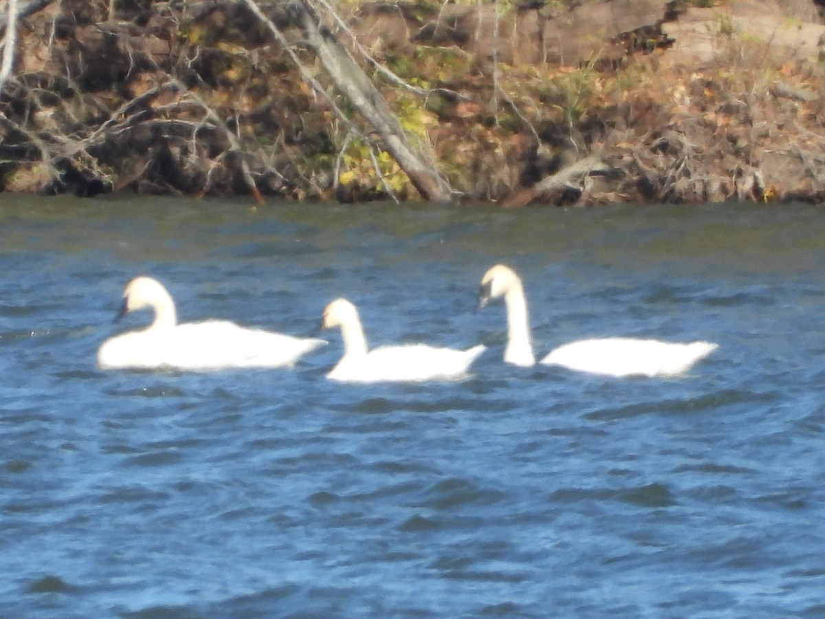 Tundra Swan - ML644819465