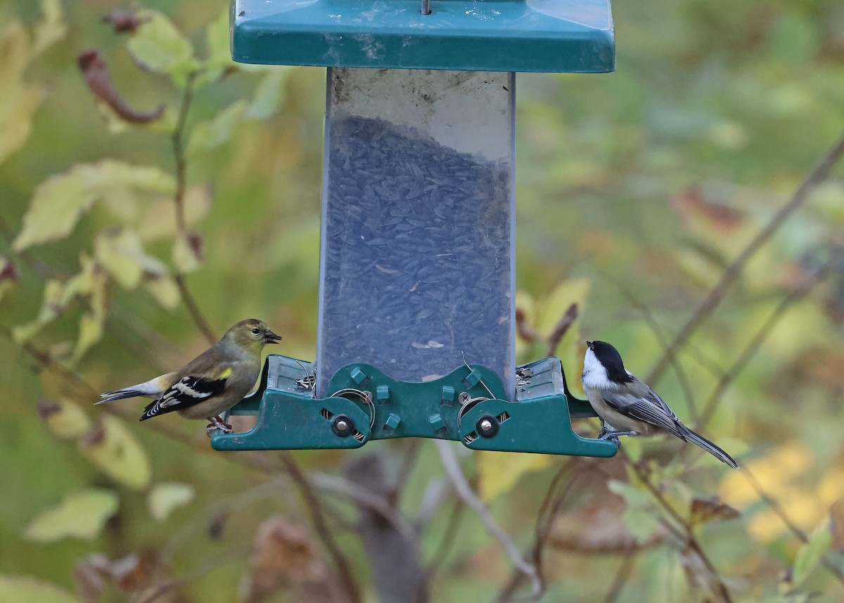 Black-capped Chickadee - ML644819466