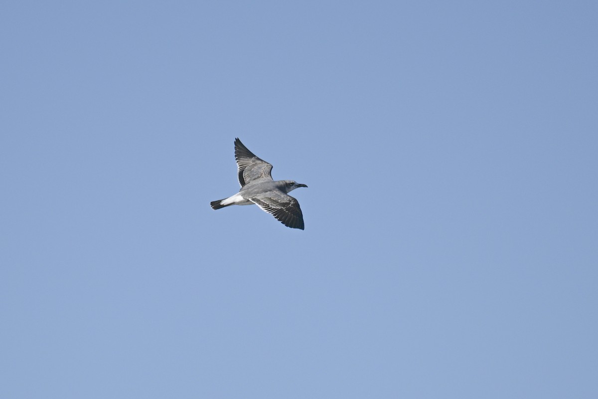 Laughing Gull - ML644819469