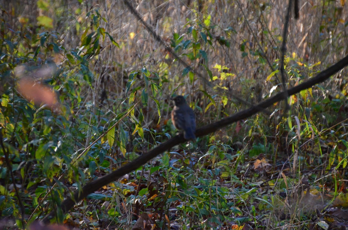 Дрізд мандрівний - ML644819473