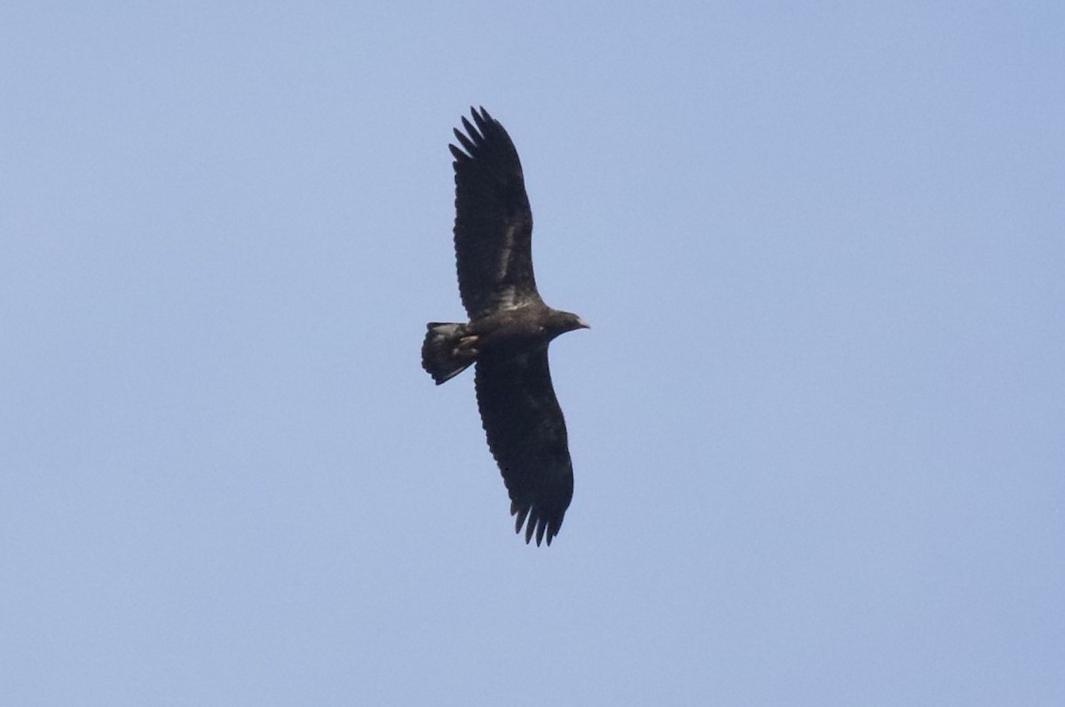 Pigargo Americano - ML644819479