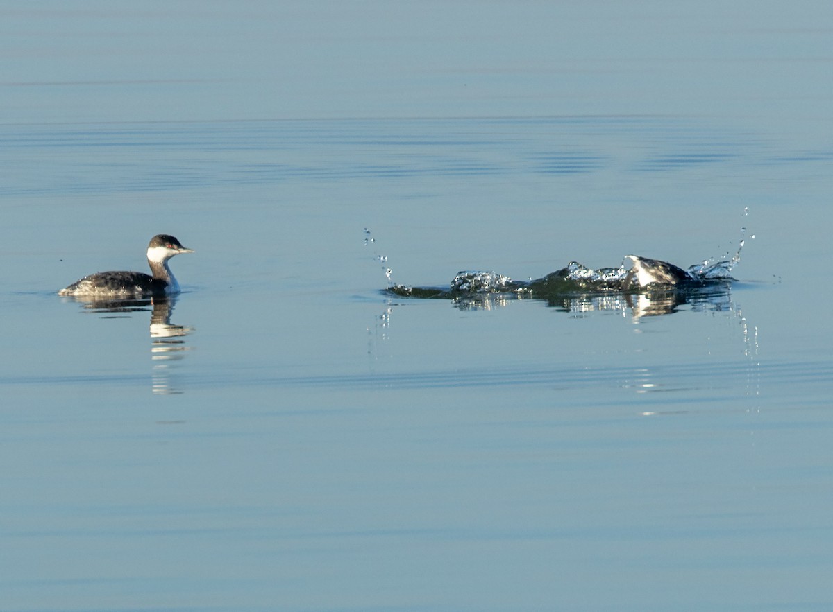 Txilinporta urrebelarria - ML644819481