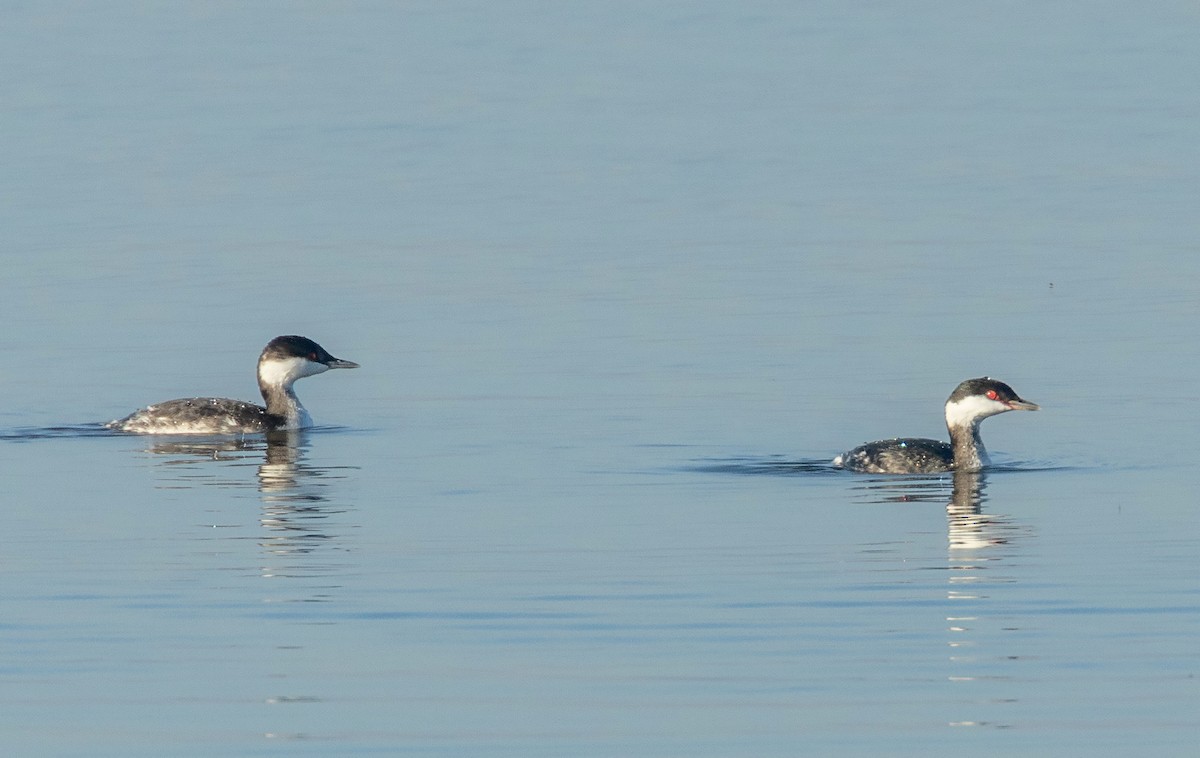 Txilinporta urrebelarria - ML644819483