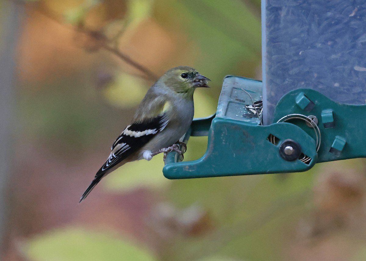 American Goldfinch - ML644819502
