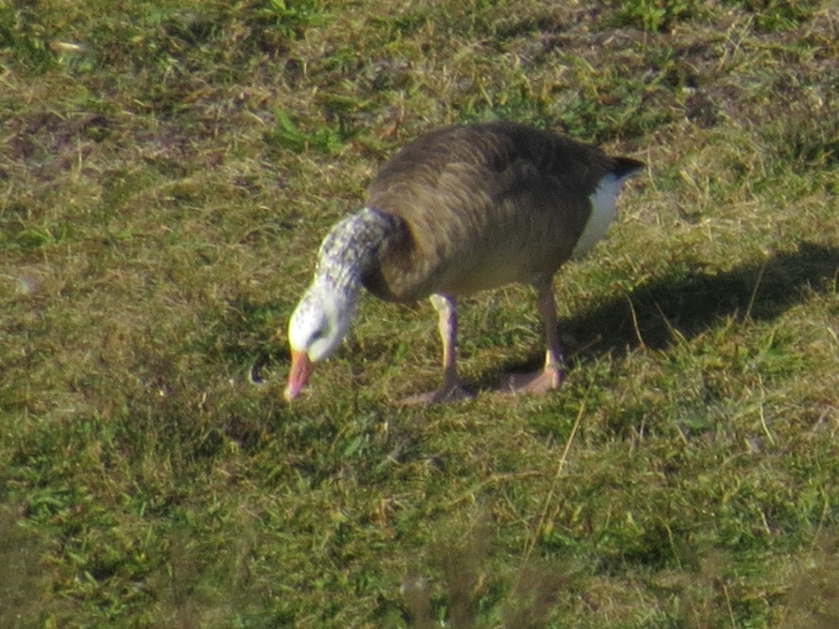 goose sp. - ML644819532