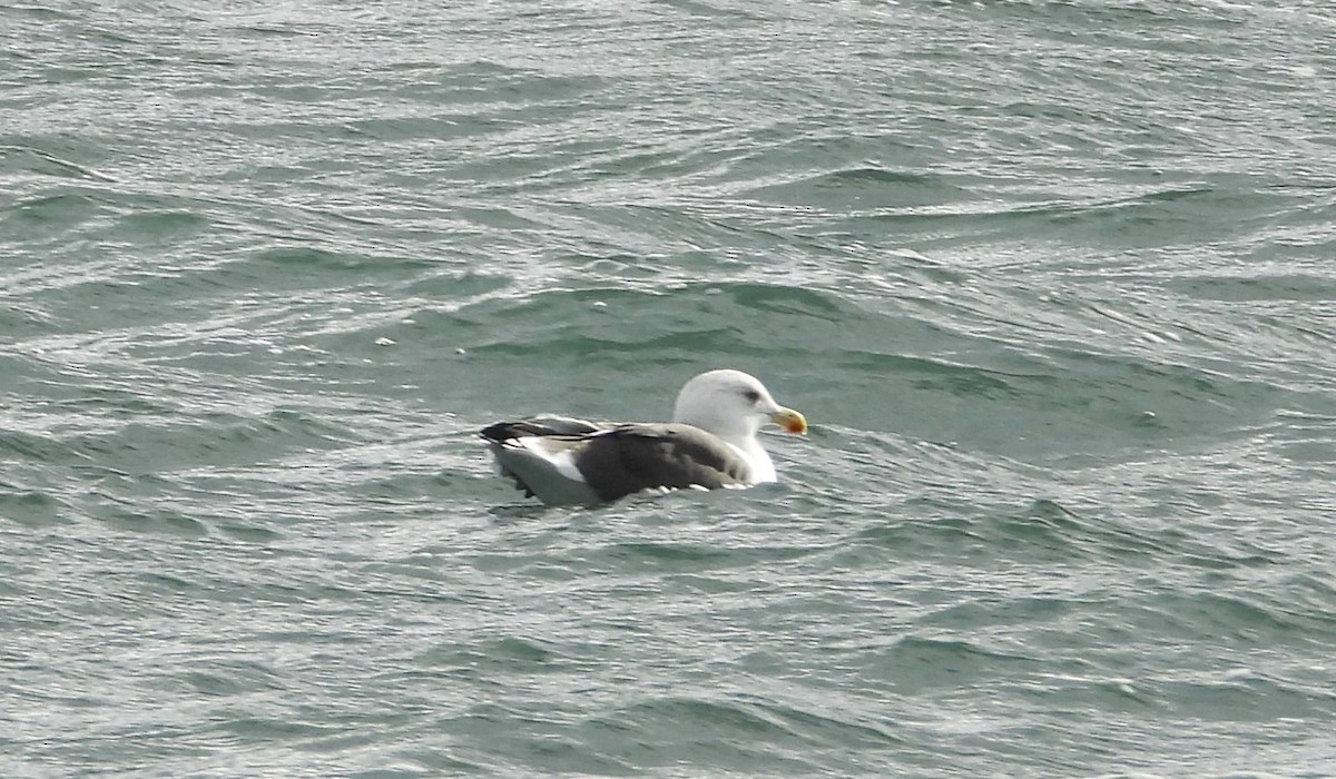 Lesser Black-backed Gull - ML644819536
