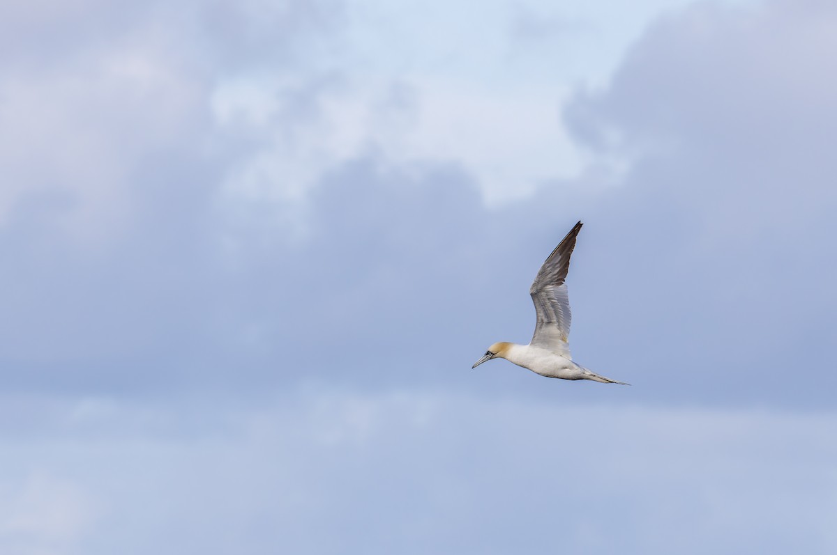 Northern Gannet - ML644819537