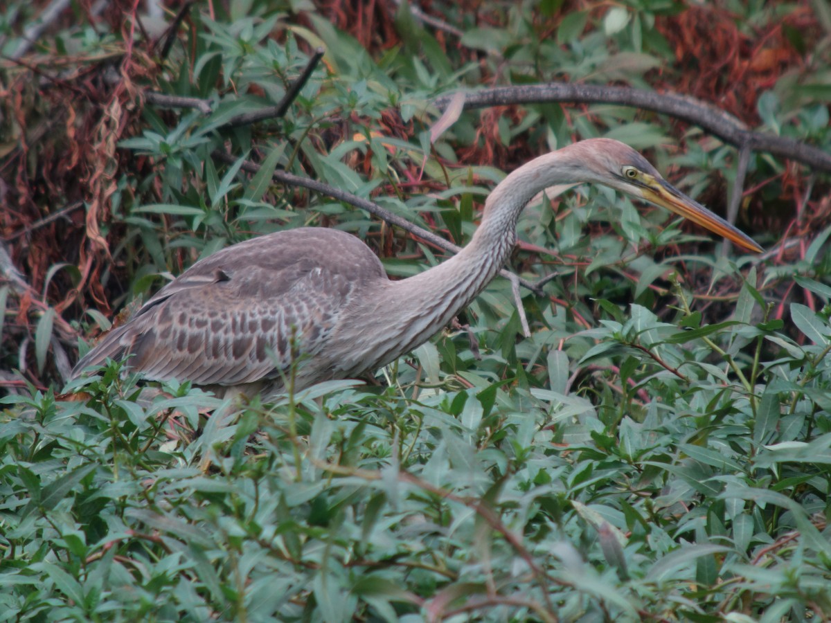 紫鷺 - ML644819541