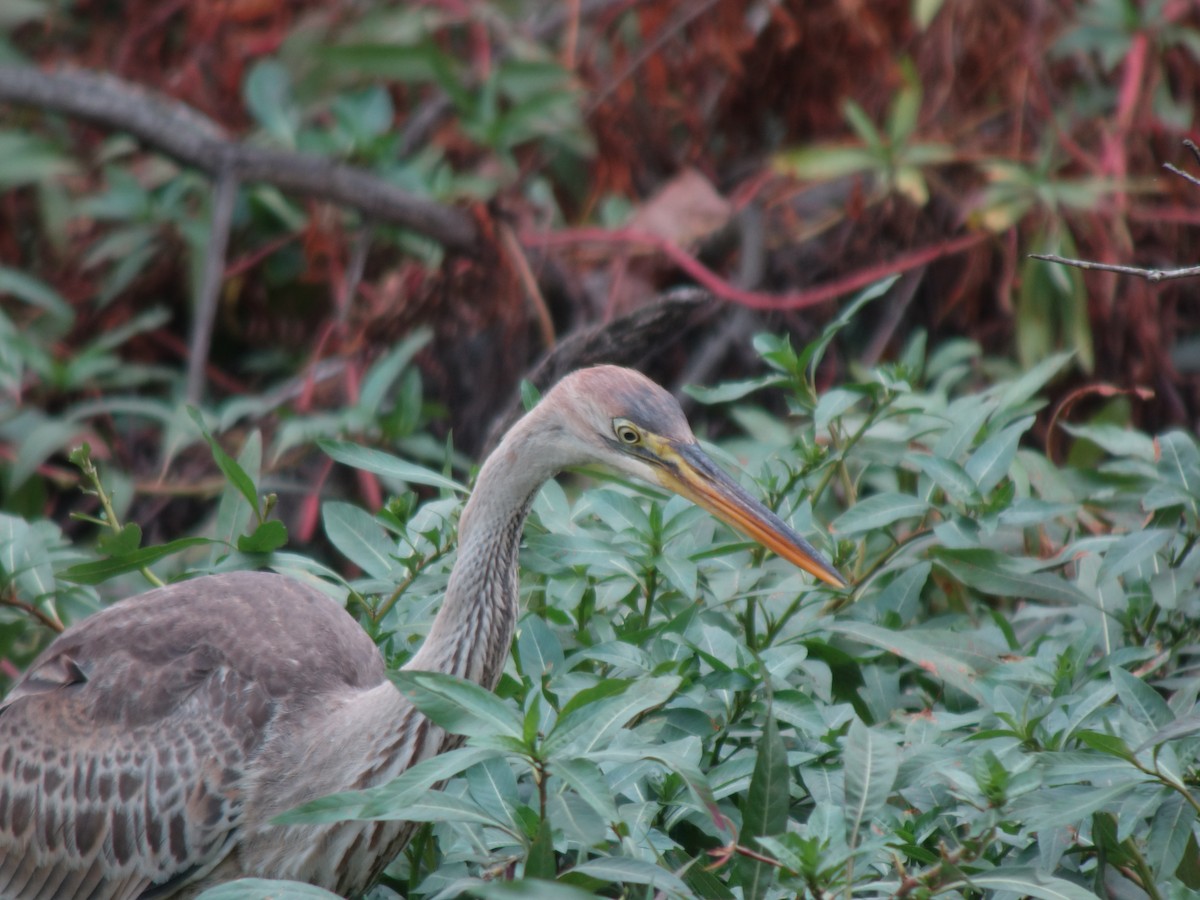 紫鷺 - ML644819542