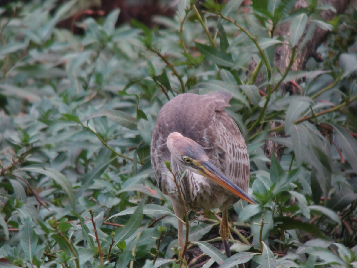 紫鷺 - ML644819543