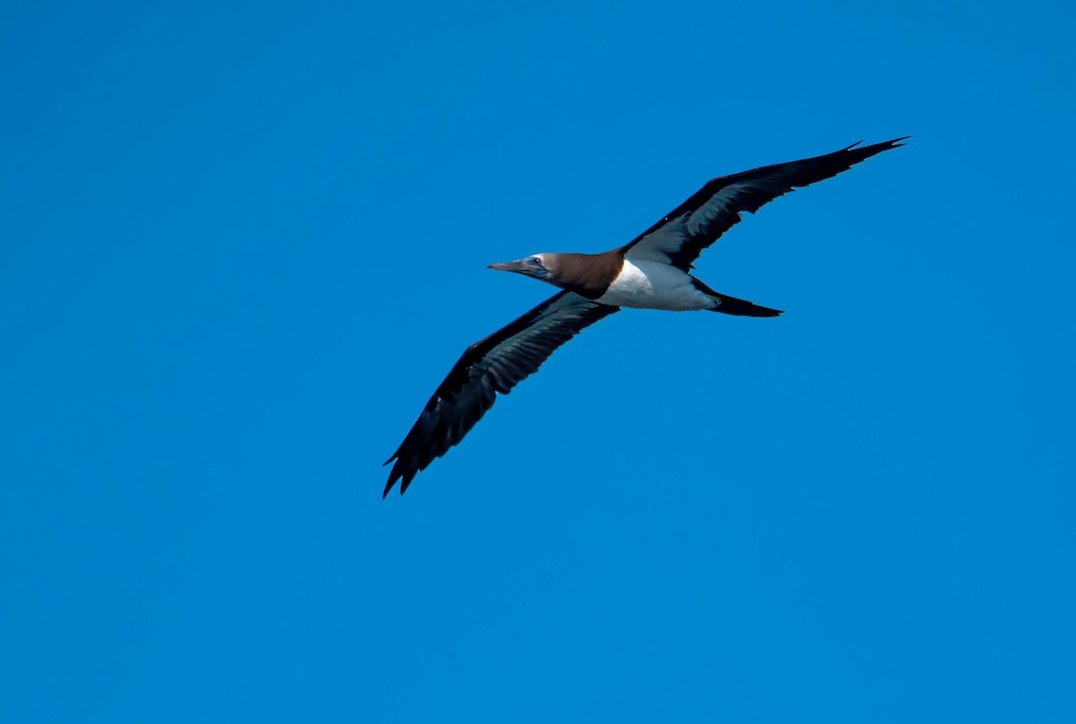 Cocos Booby - ML644819546