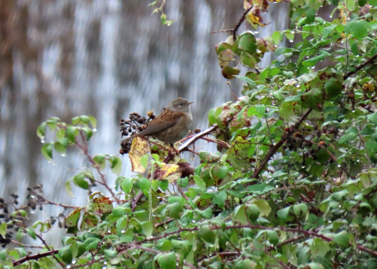 Accenteur mouchet - ML644819549