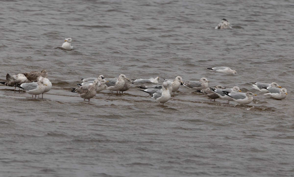 American Herring Gull - ML644819556
