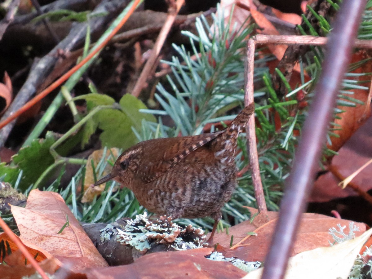 Pacific Wren - ML644819557