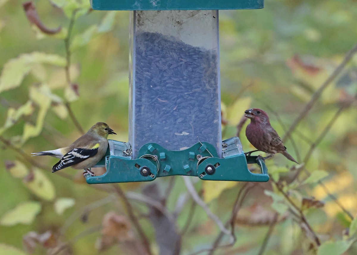 House Finch - ML644819561