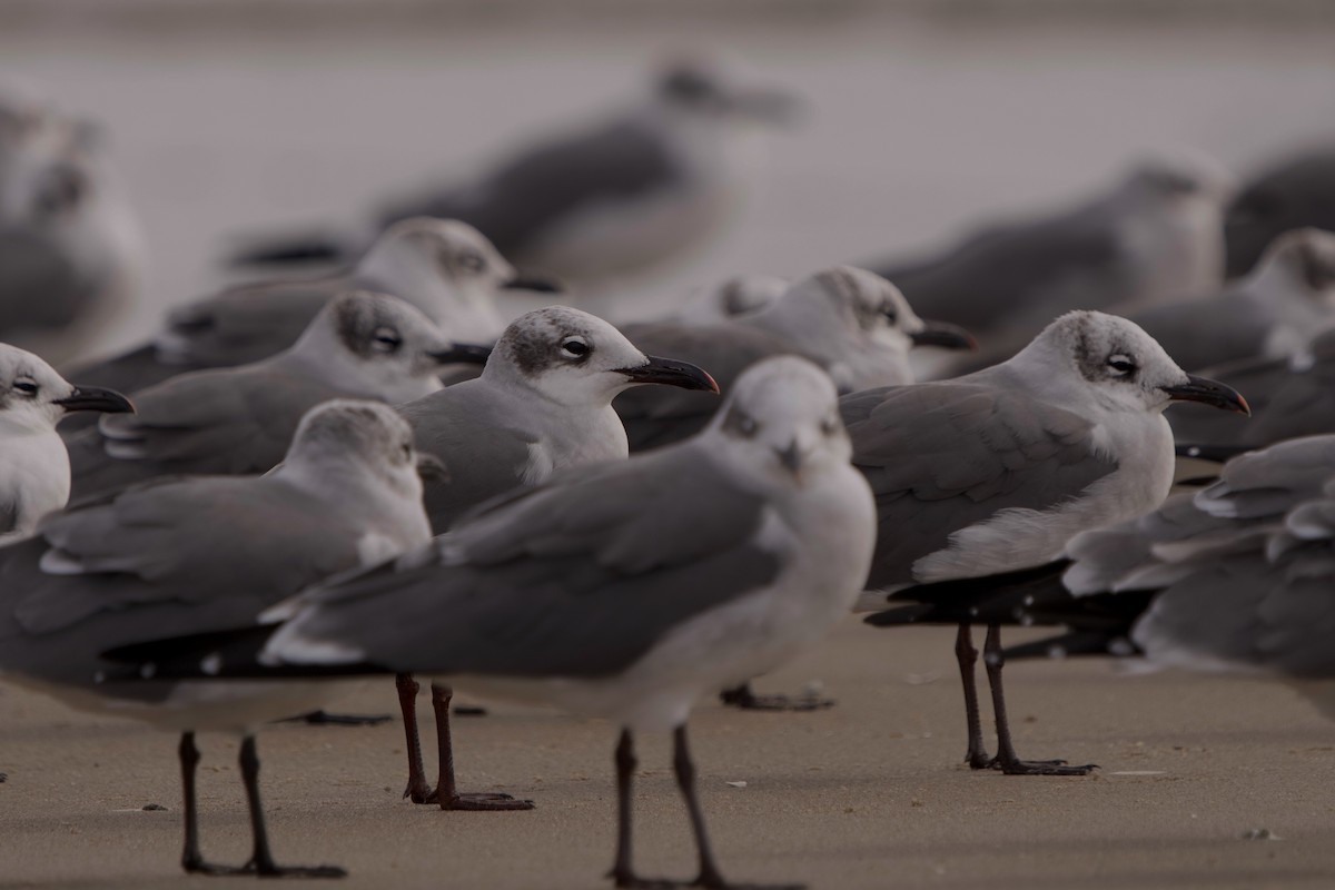 Laughing Gull - ML644819572