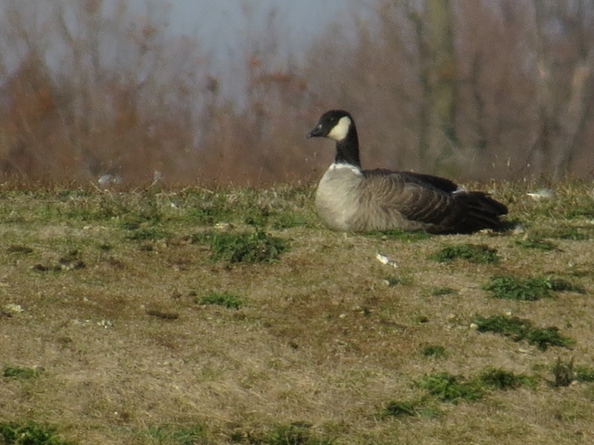 Cackling Goose - ML644819573