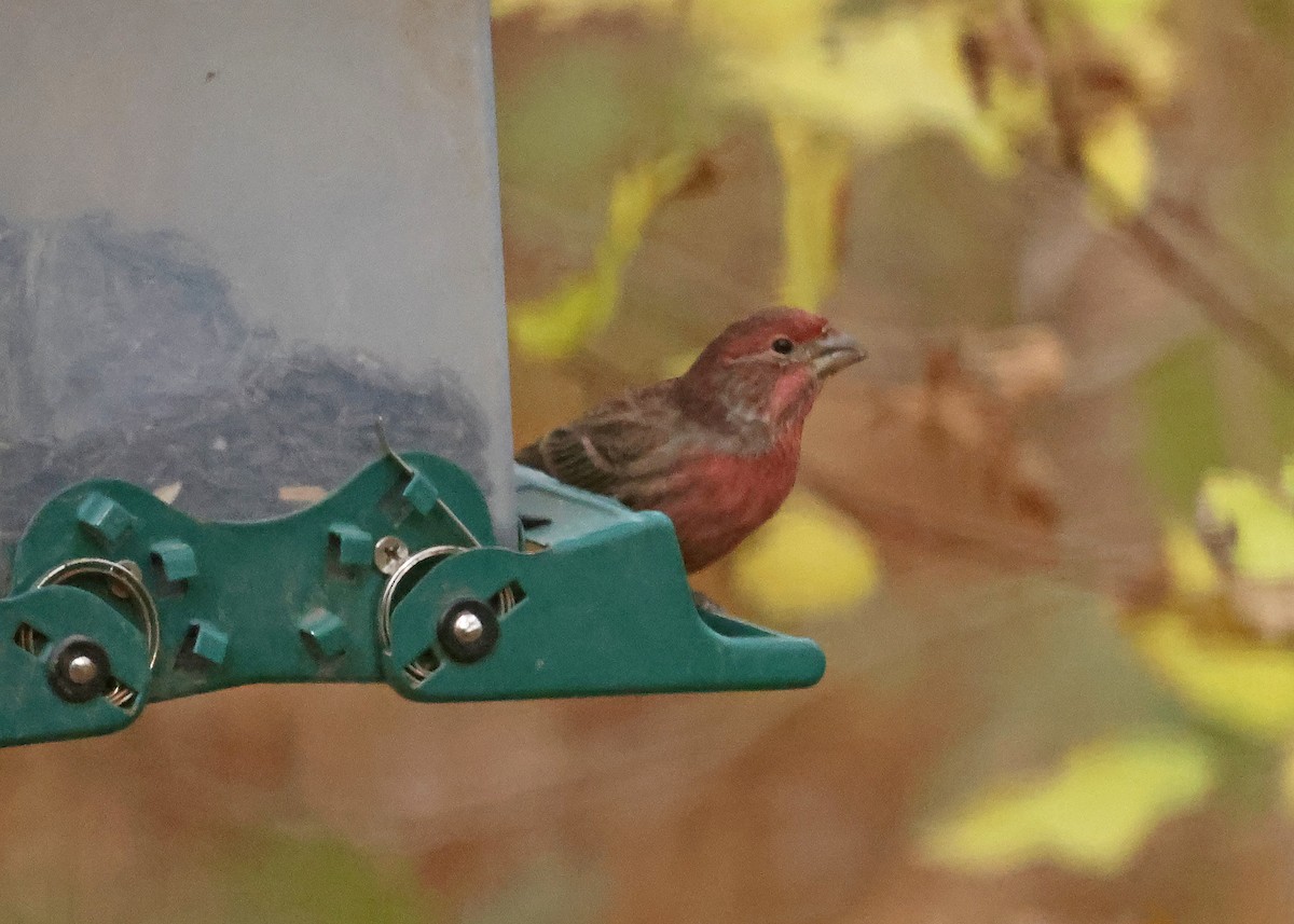 House Finch - ML644819584