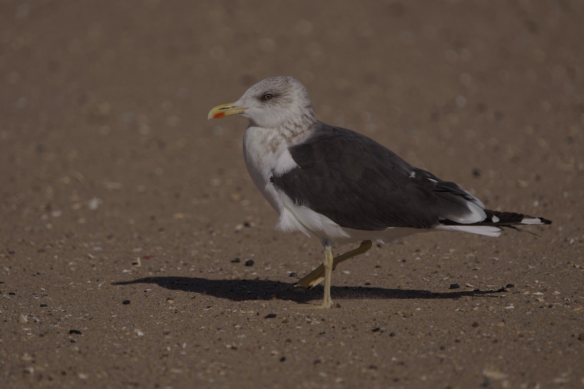 Lesser Black-backed Gull - ML644819585