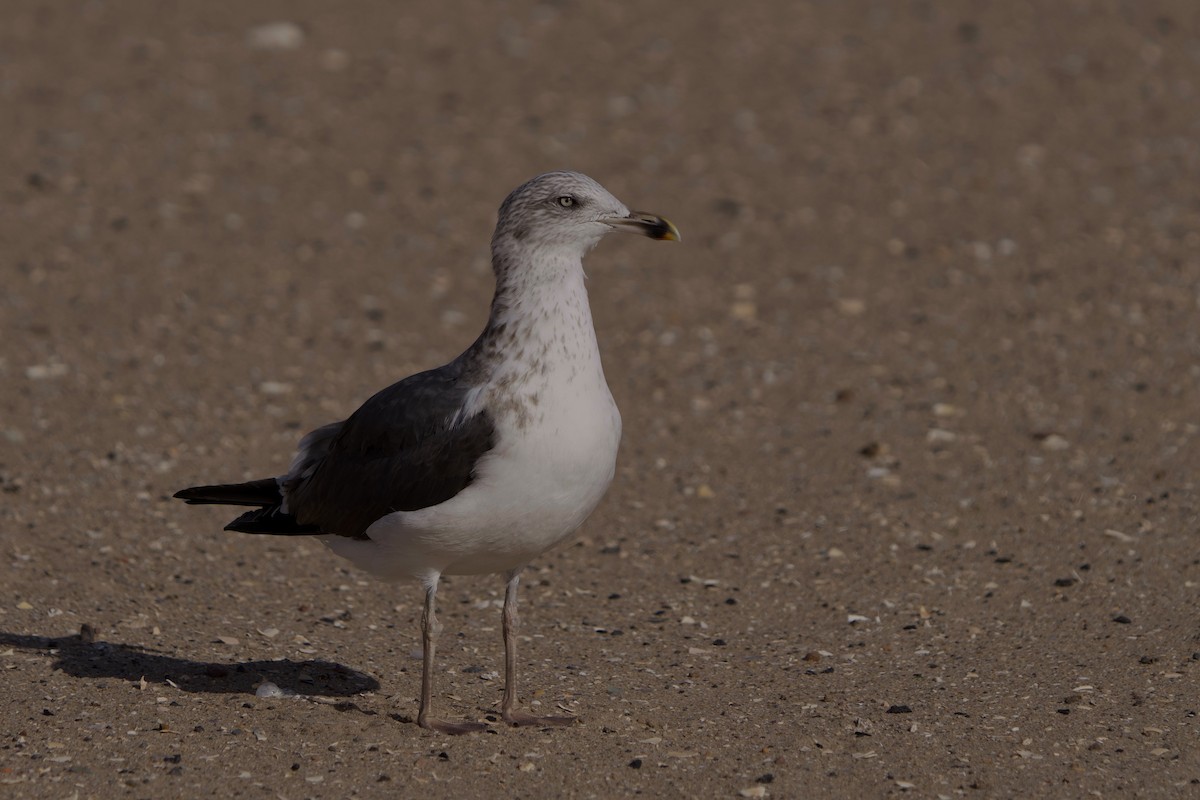 Lesser Black-backed Gull - ML644819586